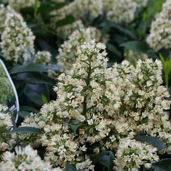 Skimmia confusa 'Kew Green' / cont. 13L 50-55 cm