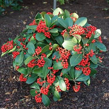 Skimmia jap. Veitchii / P23 (5 Ltr) / 15/+TRUSSES