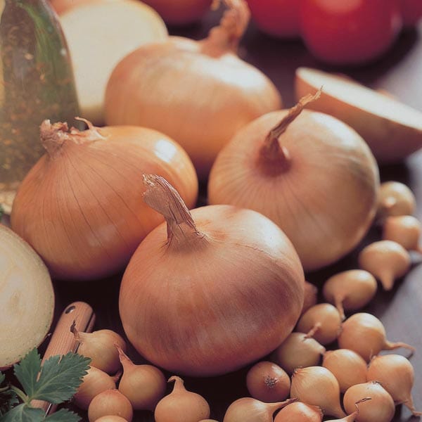 Stuttgarter Giant Set 250G-Easy Garden Centre