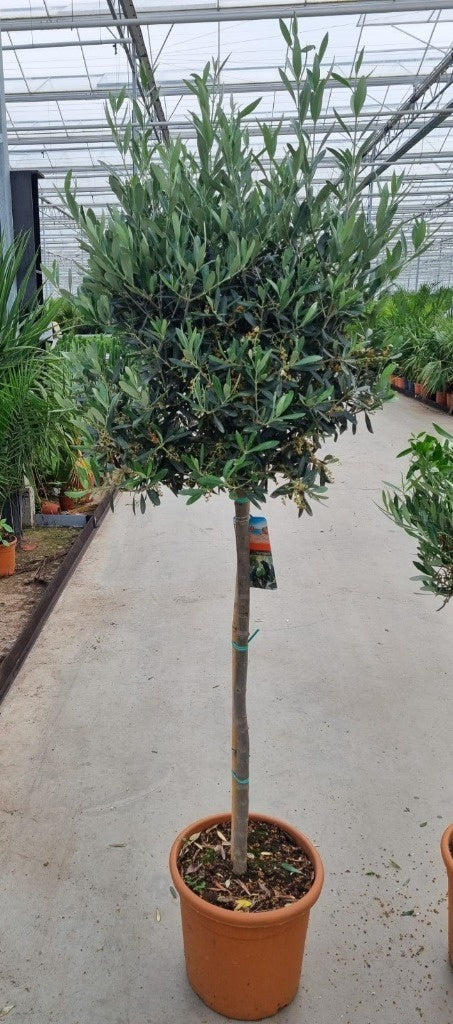 Olea Europaea 120-130cm-Easy Garden Centre