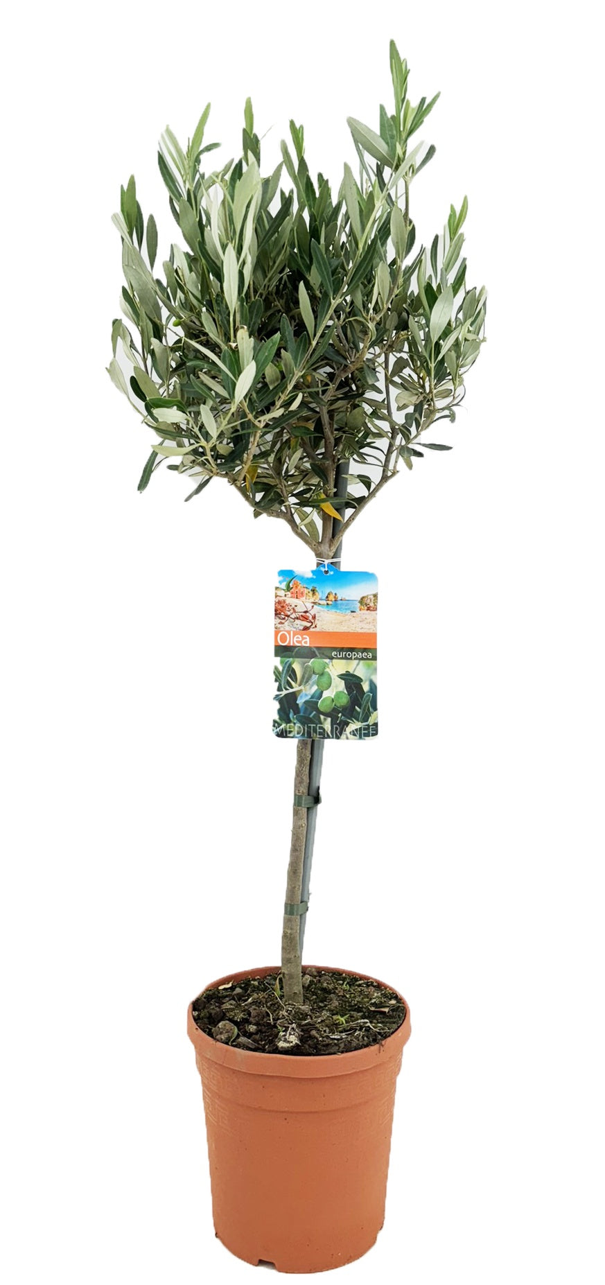 Olea Europaea (Olive) / P20 (3,5 Ltr) 80/100-INCL-POT