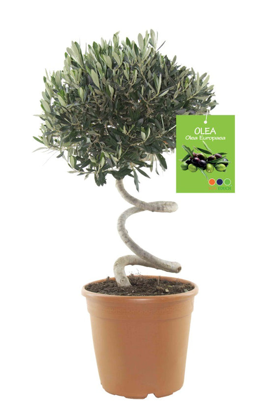 Olea Europaea (Olive) / P30 (12 Ltr) SPIRAL STEM