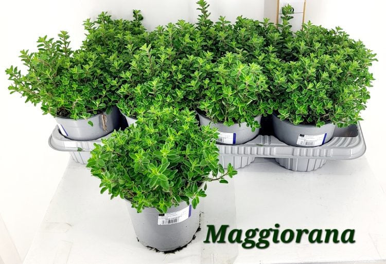 Origanum vulgare / P14-Easy Garden Centre
