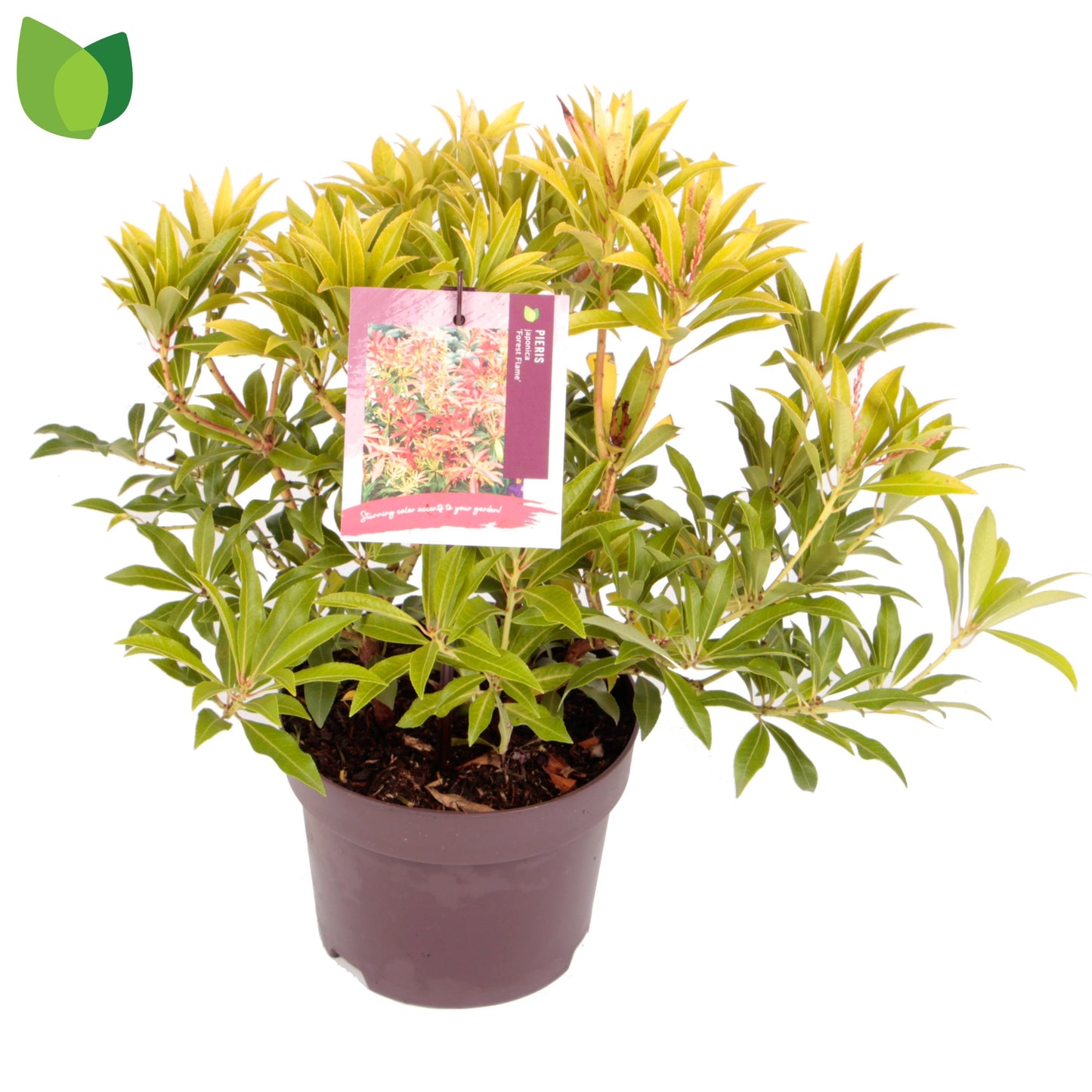Pieris 'Forest Flame' / cont. 3,0L