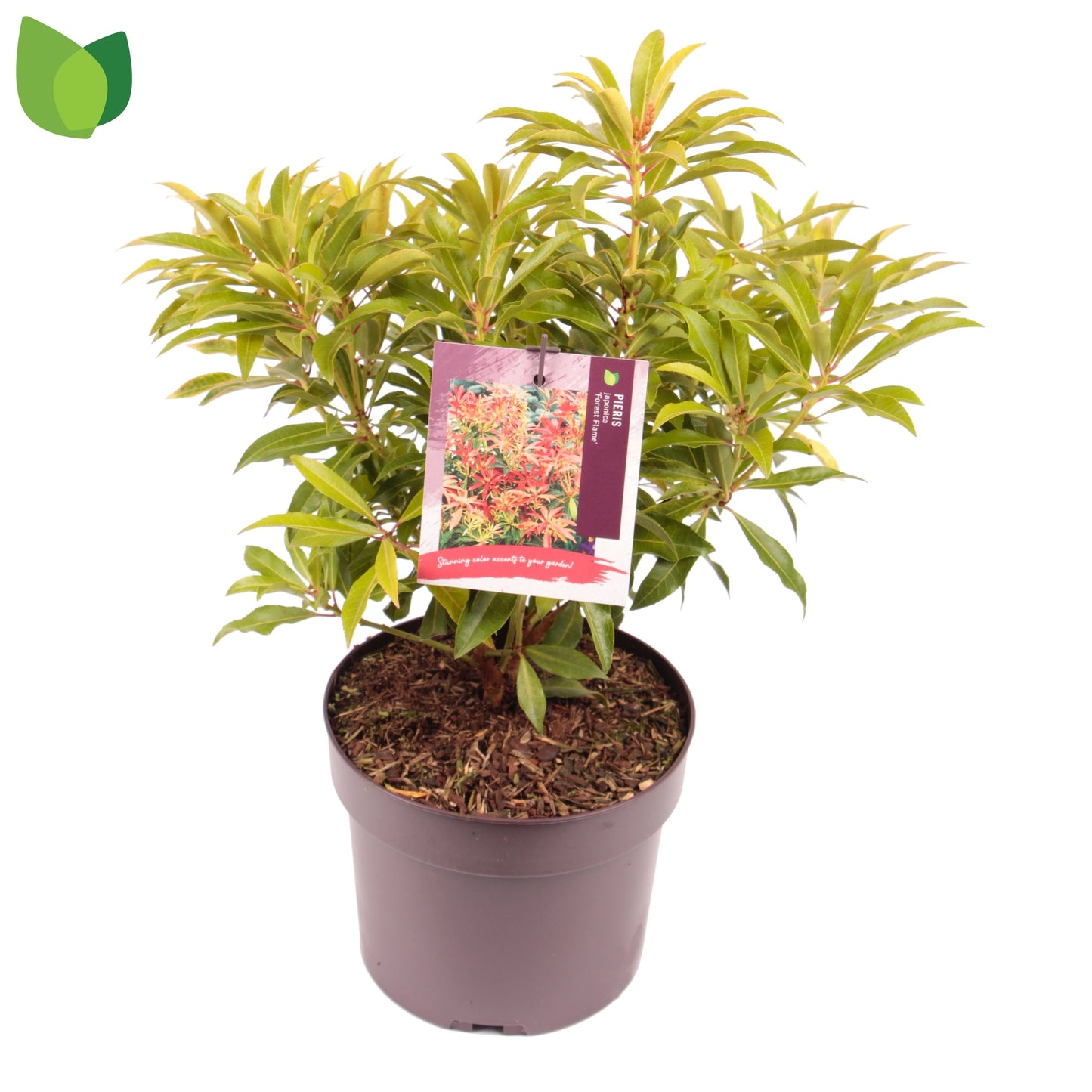 Pieris Forest Flame 2ltr-Easy Garden Centre