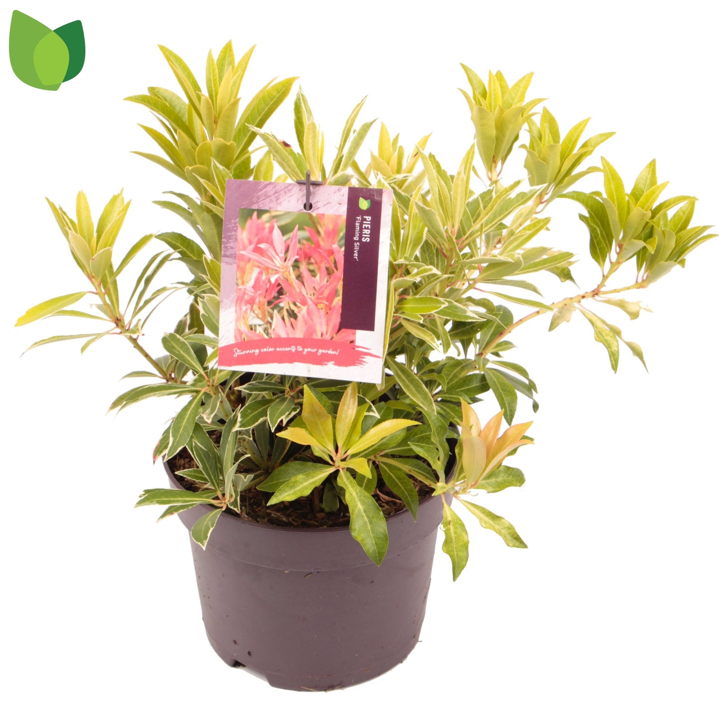 Pieris Flaming Silver 2ltr-Easy Garden Centre