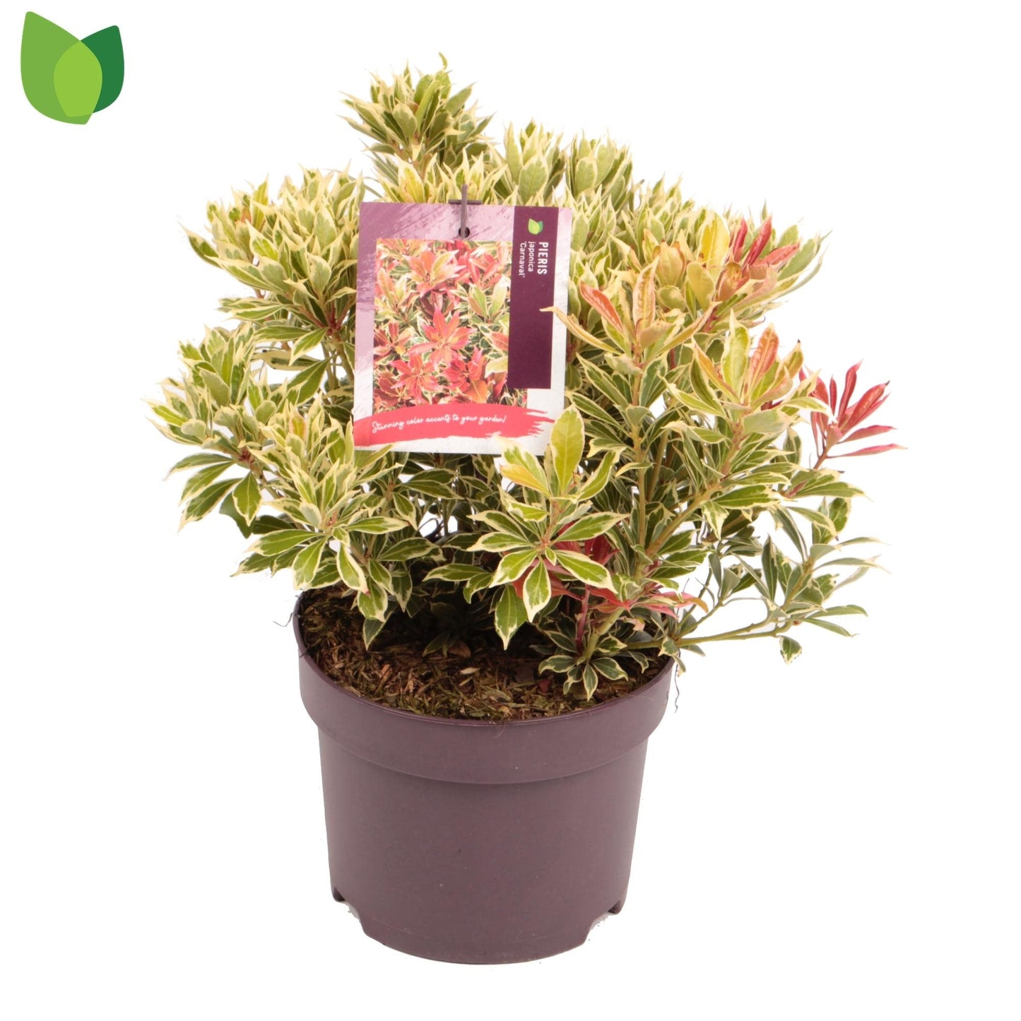Pieris jap. Carnaval 2ltr-Easy Garden Centre