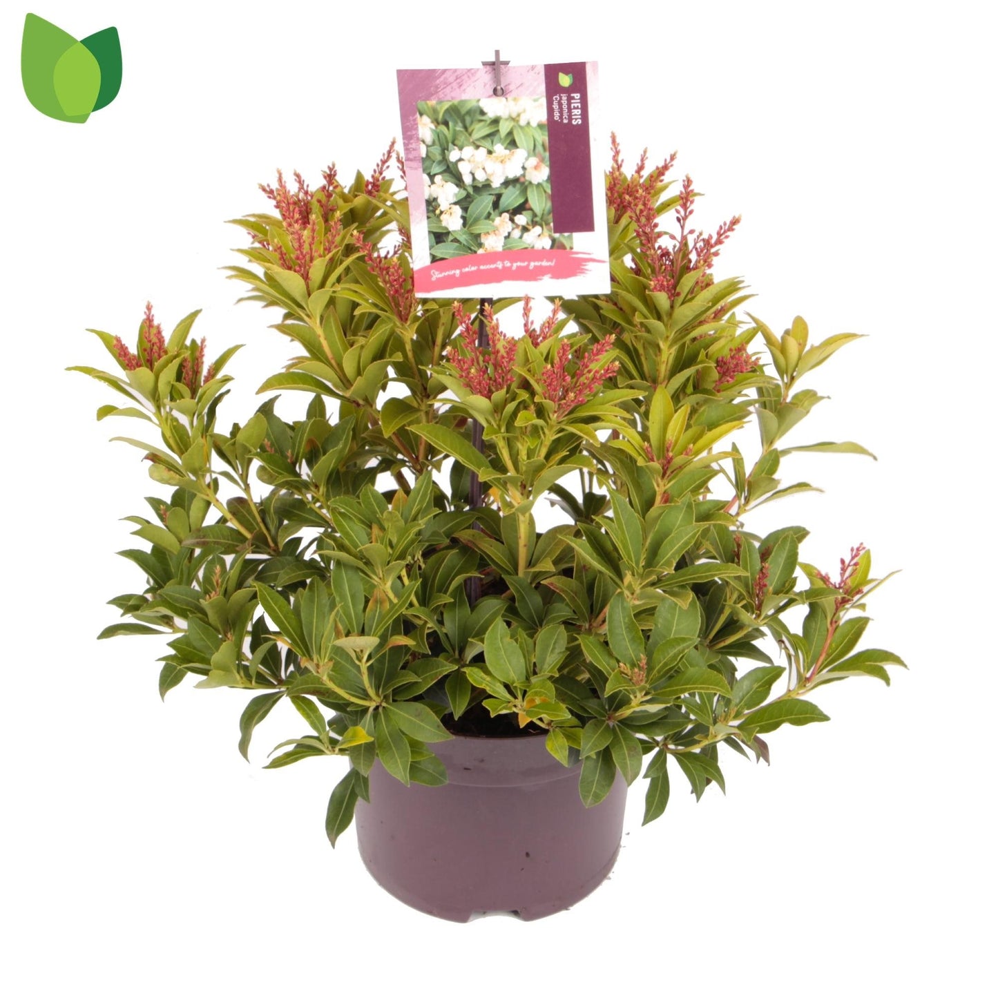 Pieris jap. Cupido 2ltr-Easy Garden Centre