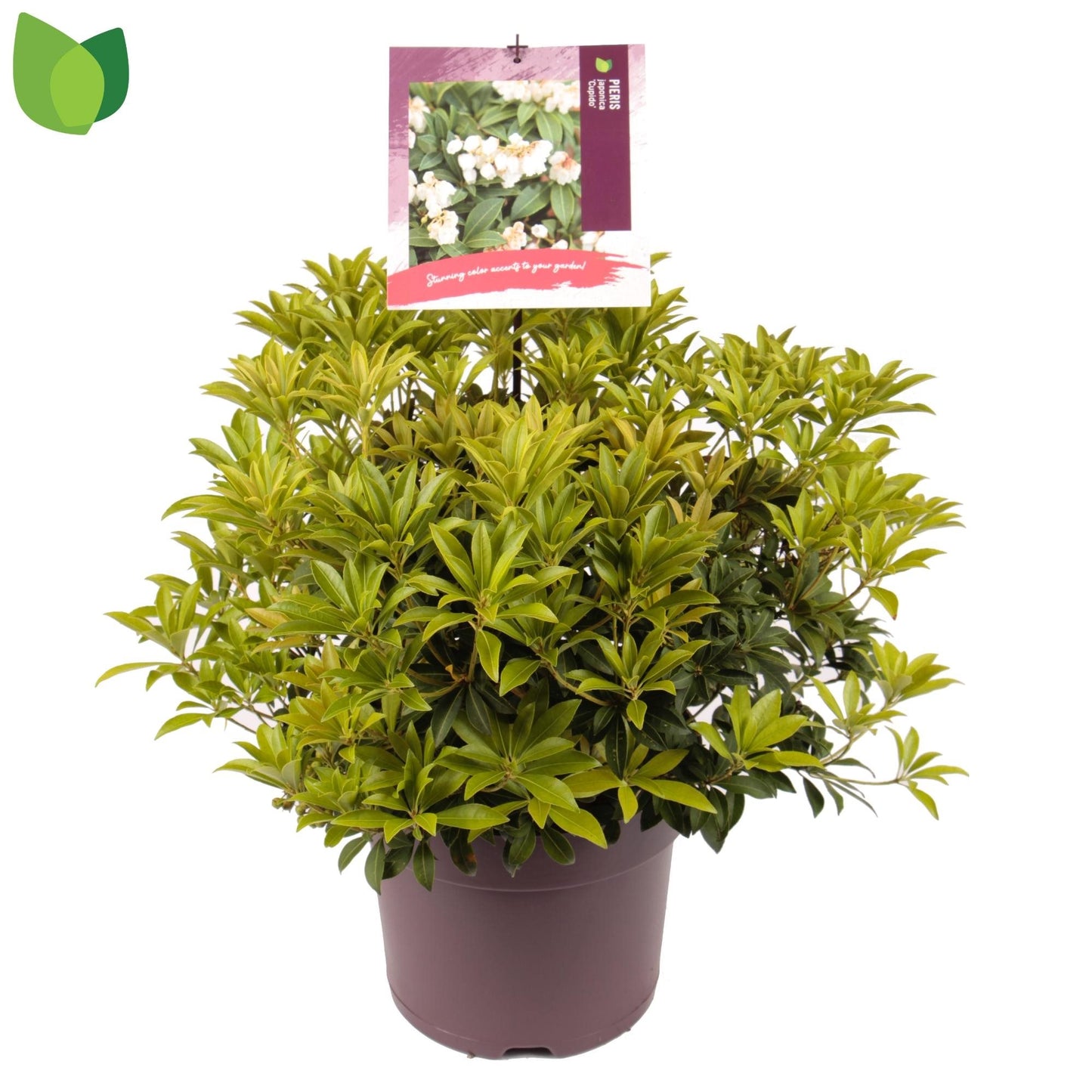 Pieris jap. Cupido 5ltr-Easy Garden Centre