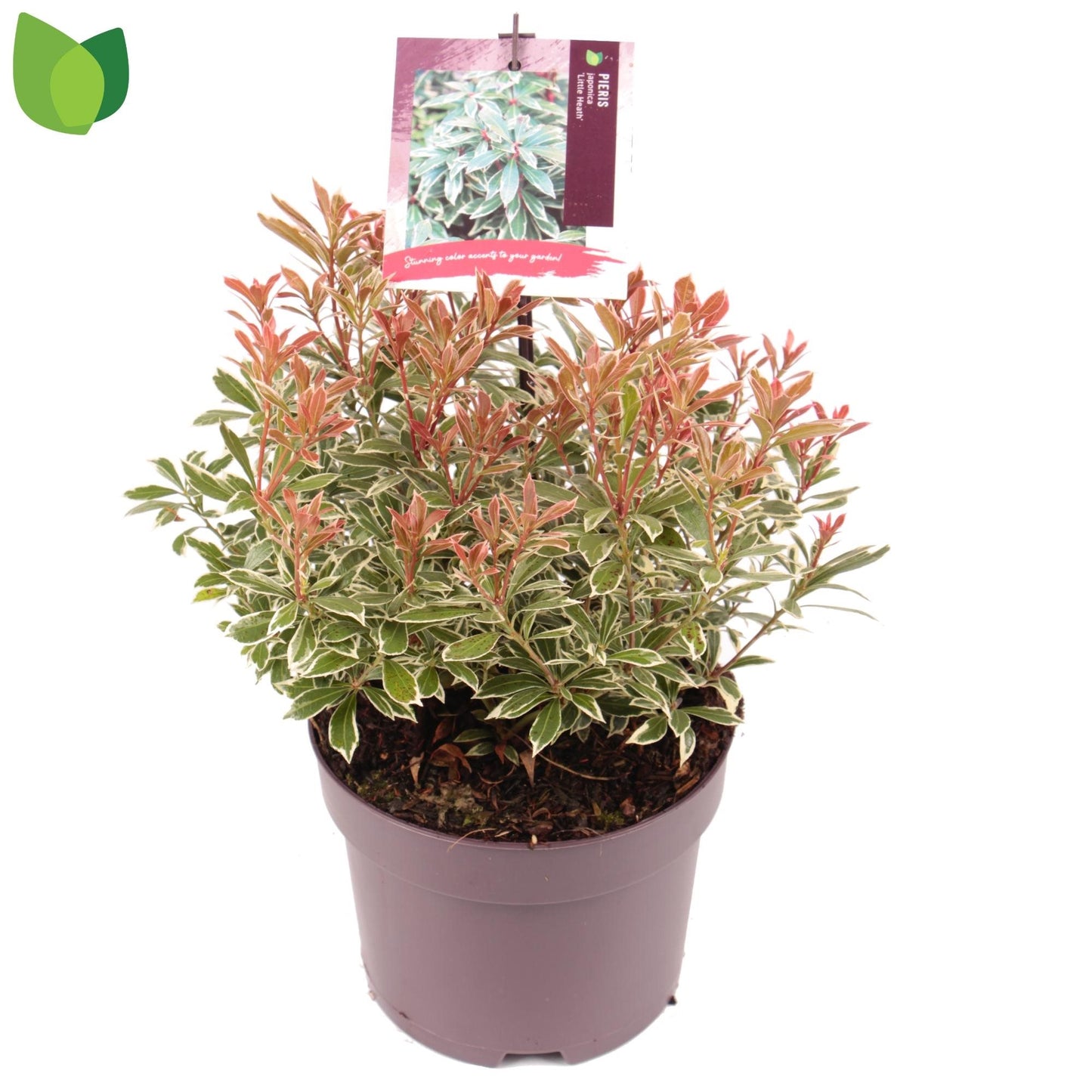 Pieris jap. 'Little Heath' / cont. 3,0L