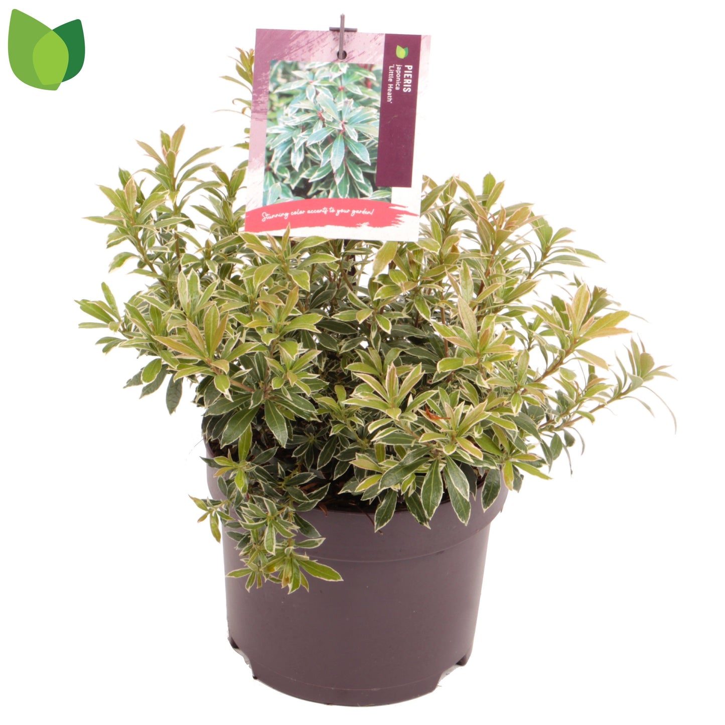 Pieris jap. Little Heath 2ltr-Easy Garden Centre