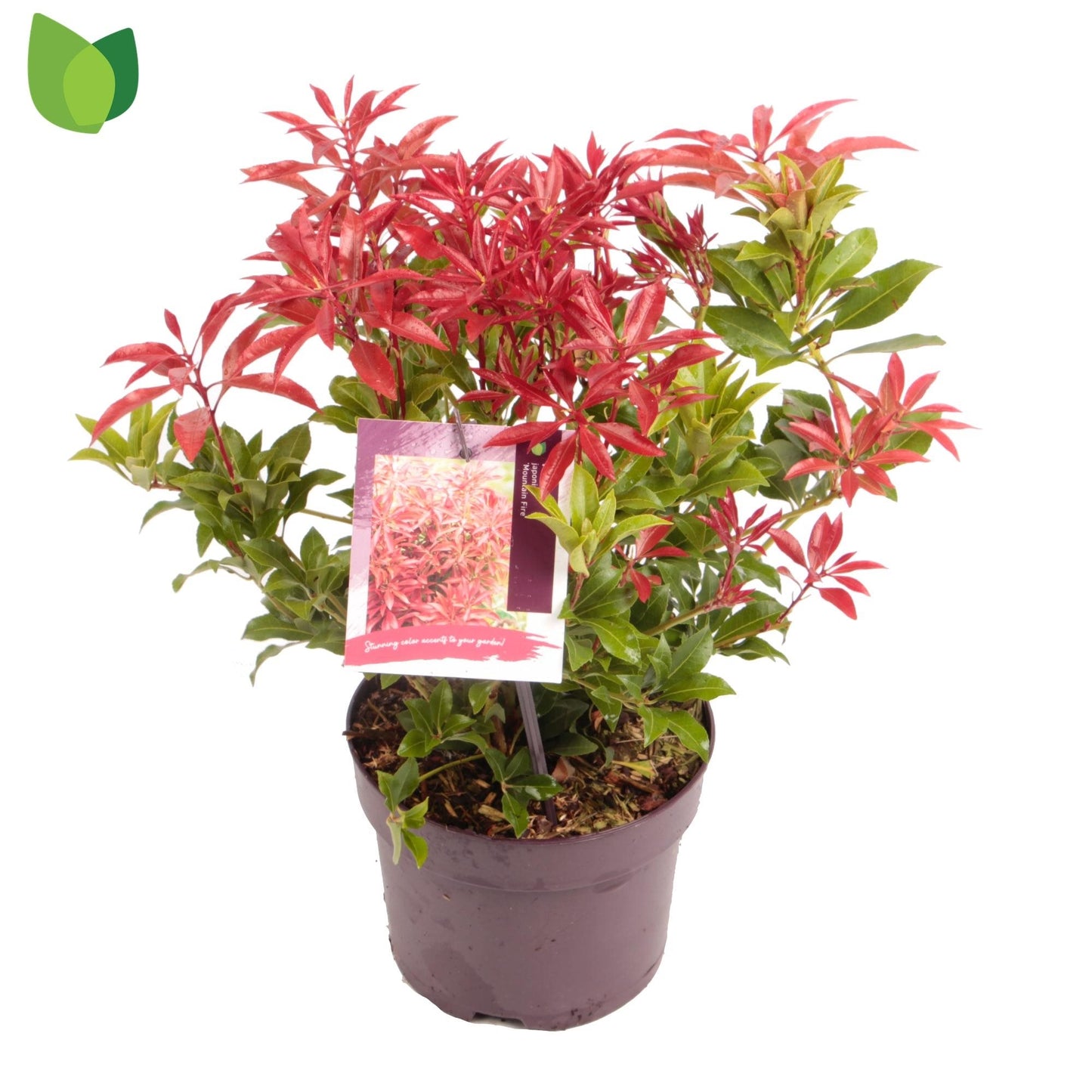 Pieris jap. 'Mountain Fire' / 3.0-litre container 25-30 cm-Easy Garden Centre