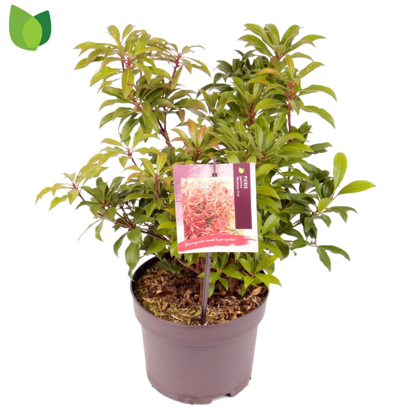 Pieris jap. Mountain Fire 2ltr-Easy Garden Centre
