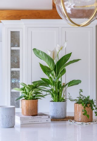 Prairie White Planter H17cm D17cm-Easy Garden Centre