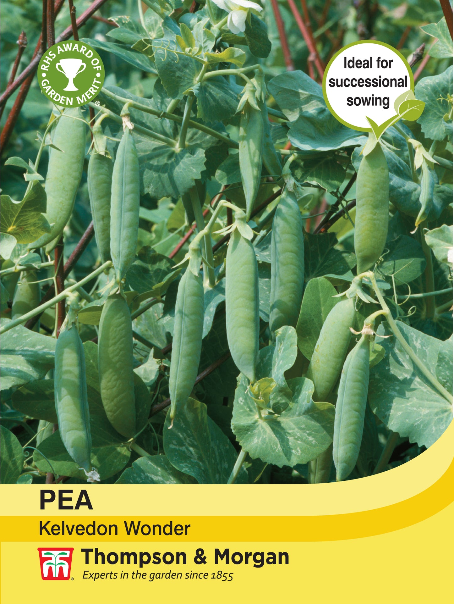Pea Kelvedon Wonder