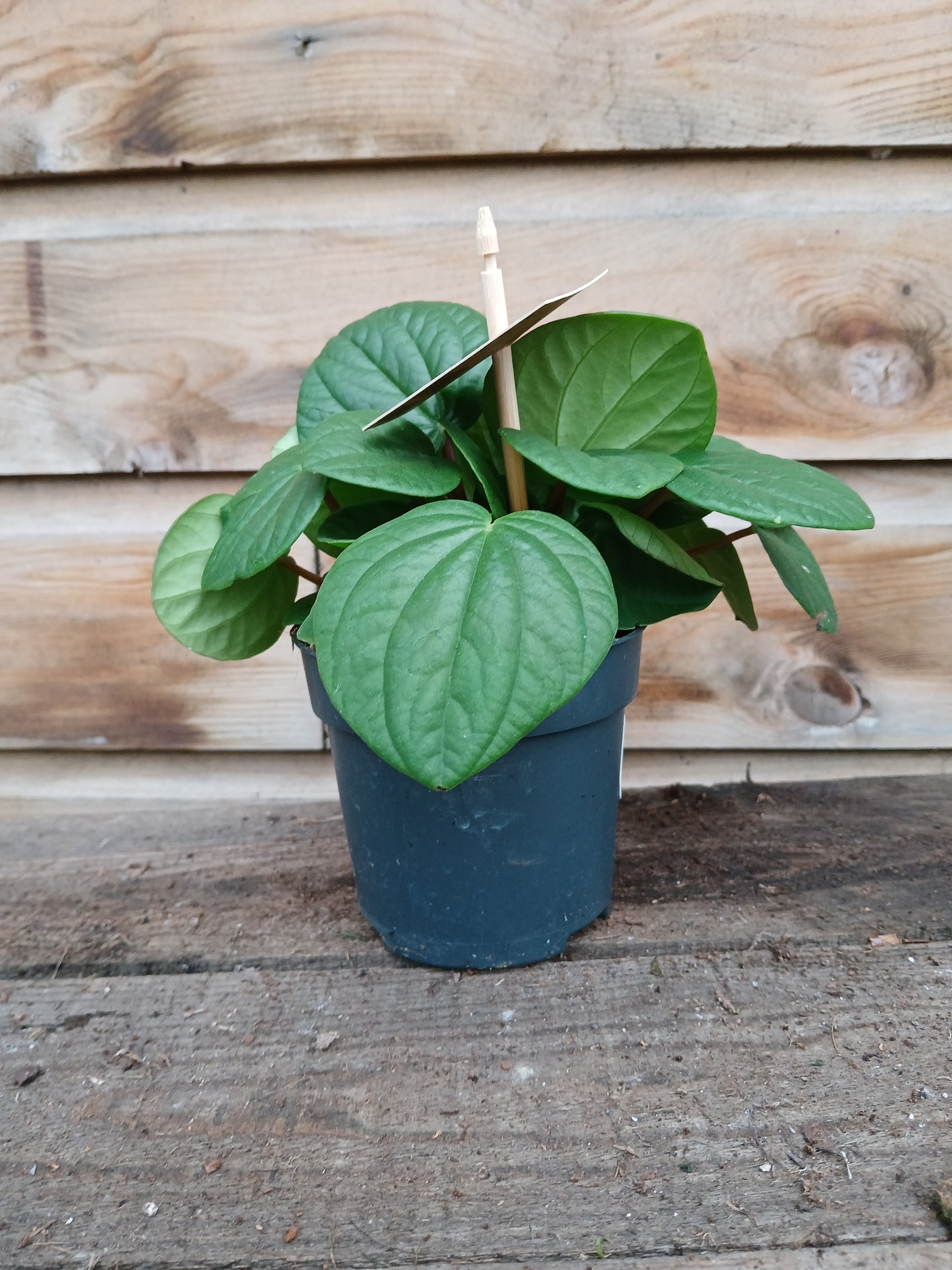 Peperomia albovittata 'Rana Verde' / P10.5-Easy Garden Centre