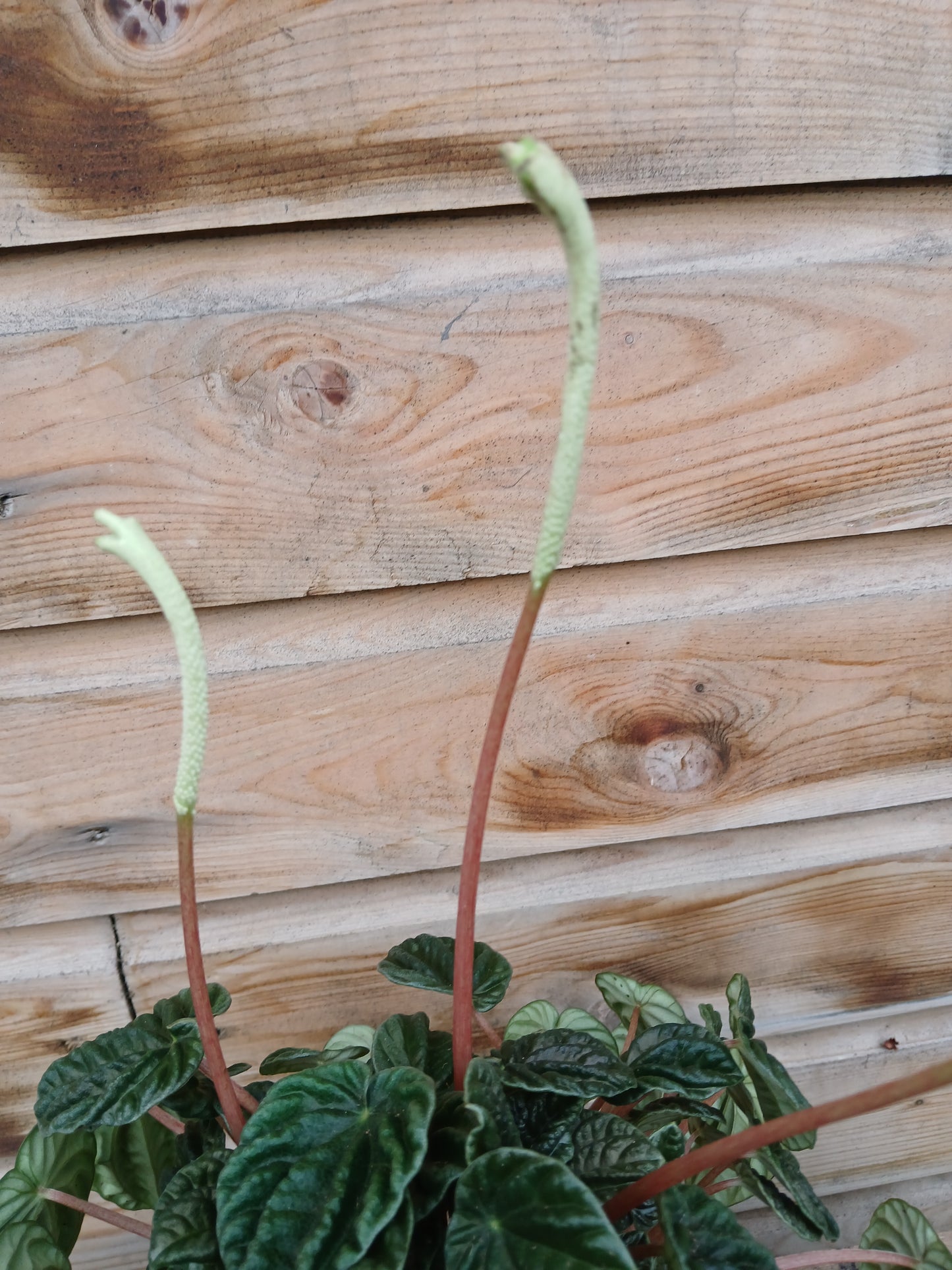 Peperomia cap. 'Lilian' / P12-Easy Garden Centre