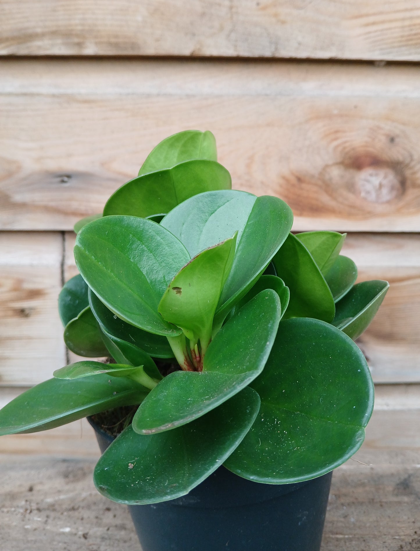 Peperomia mix / P12-Easy Garden Centre