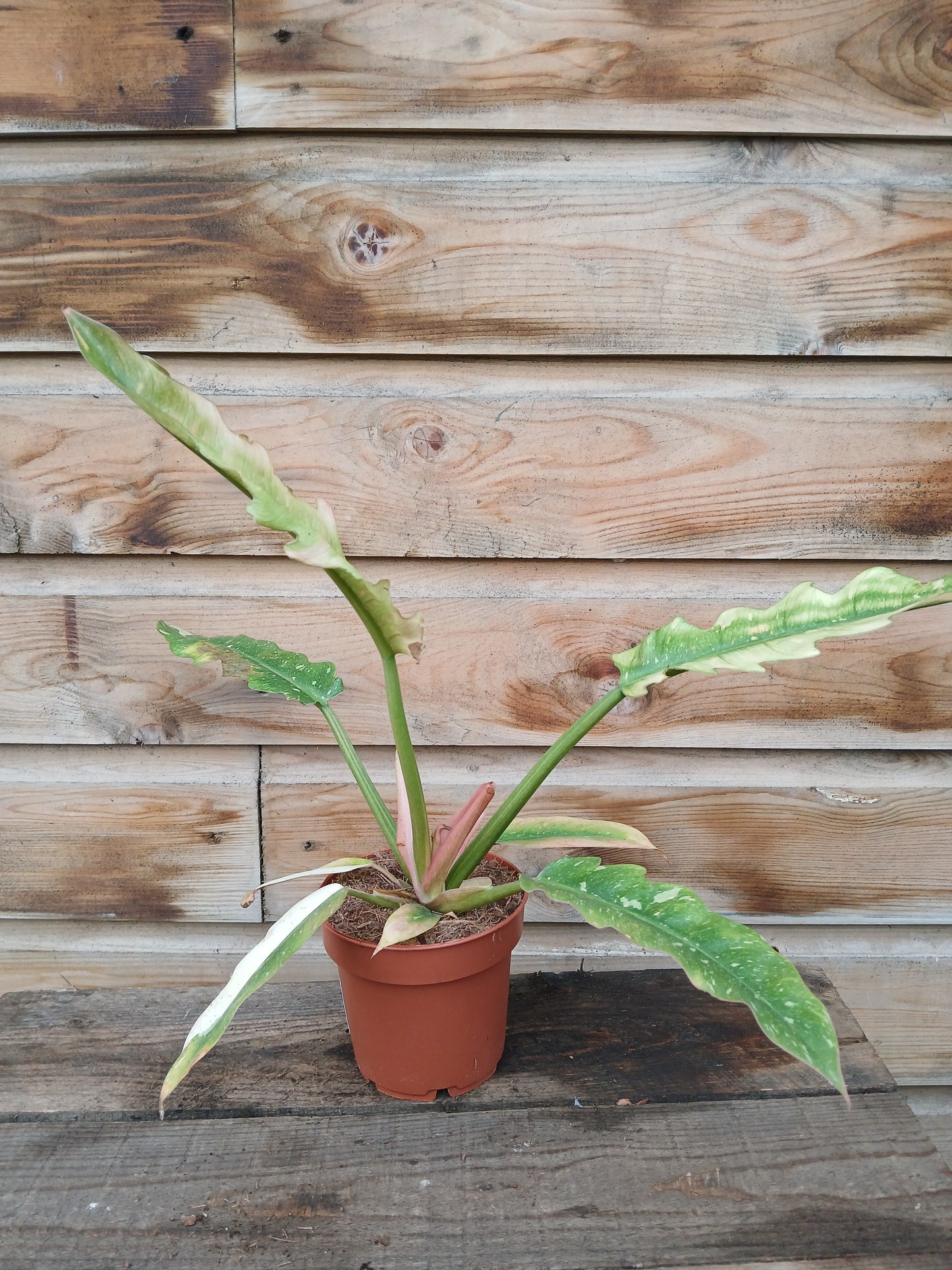 Philodendron 'Intenz' mix / P12-Easy Garden Centre