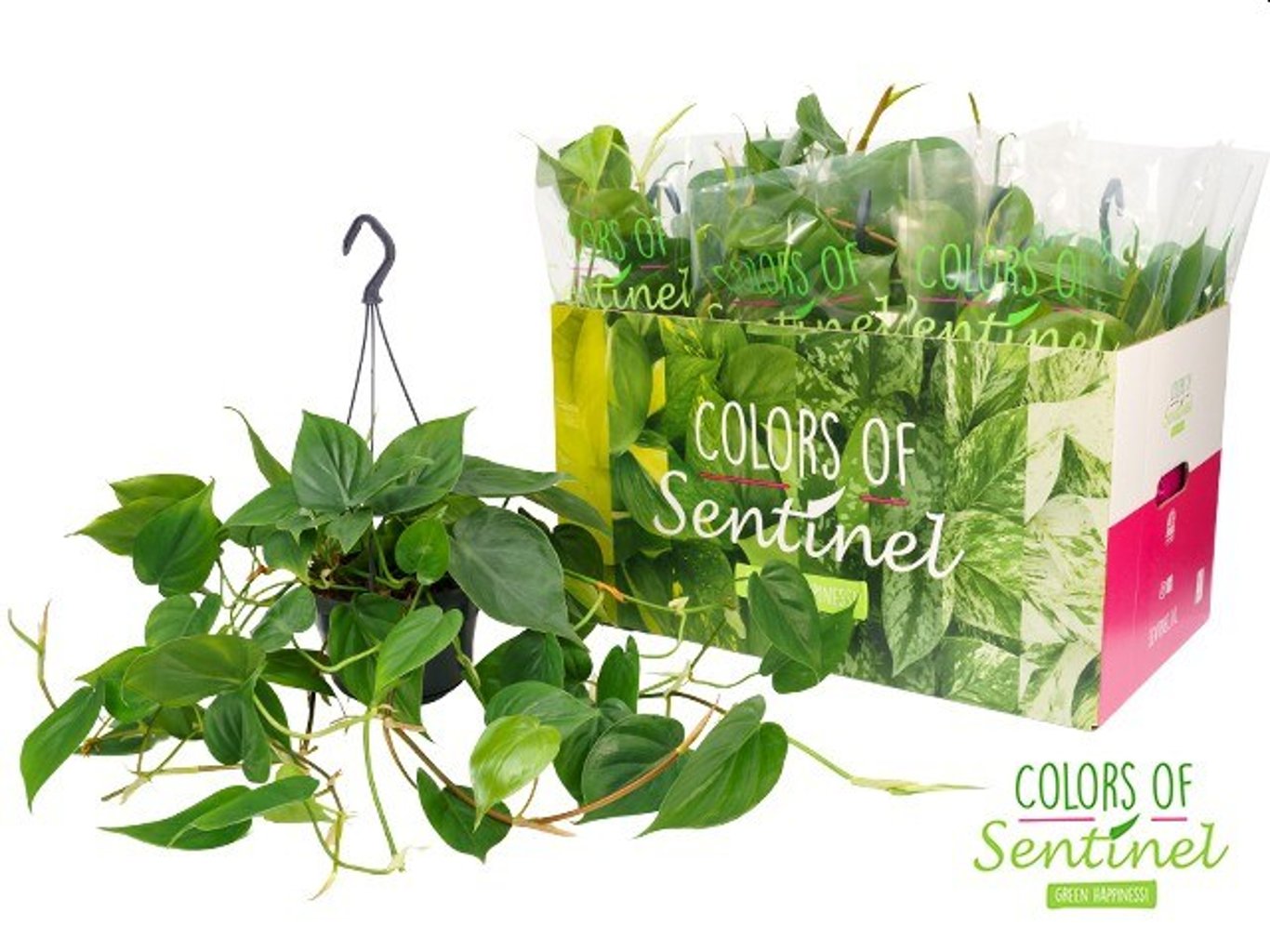 Philodendron scandens / P15, hanging pot-Easy Garden Centre