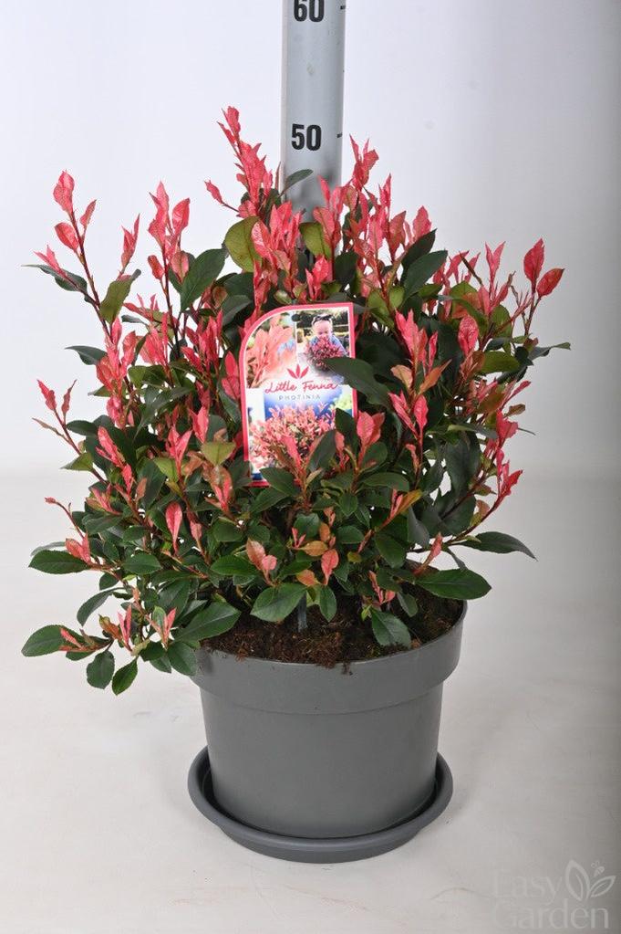 Photinia fras. Little Fenna / 5Ltr / 30-40cm-Easy Garden Centre