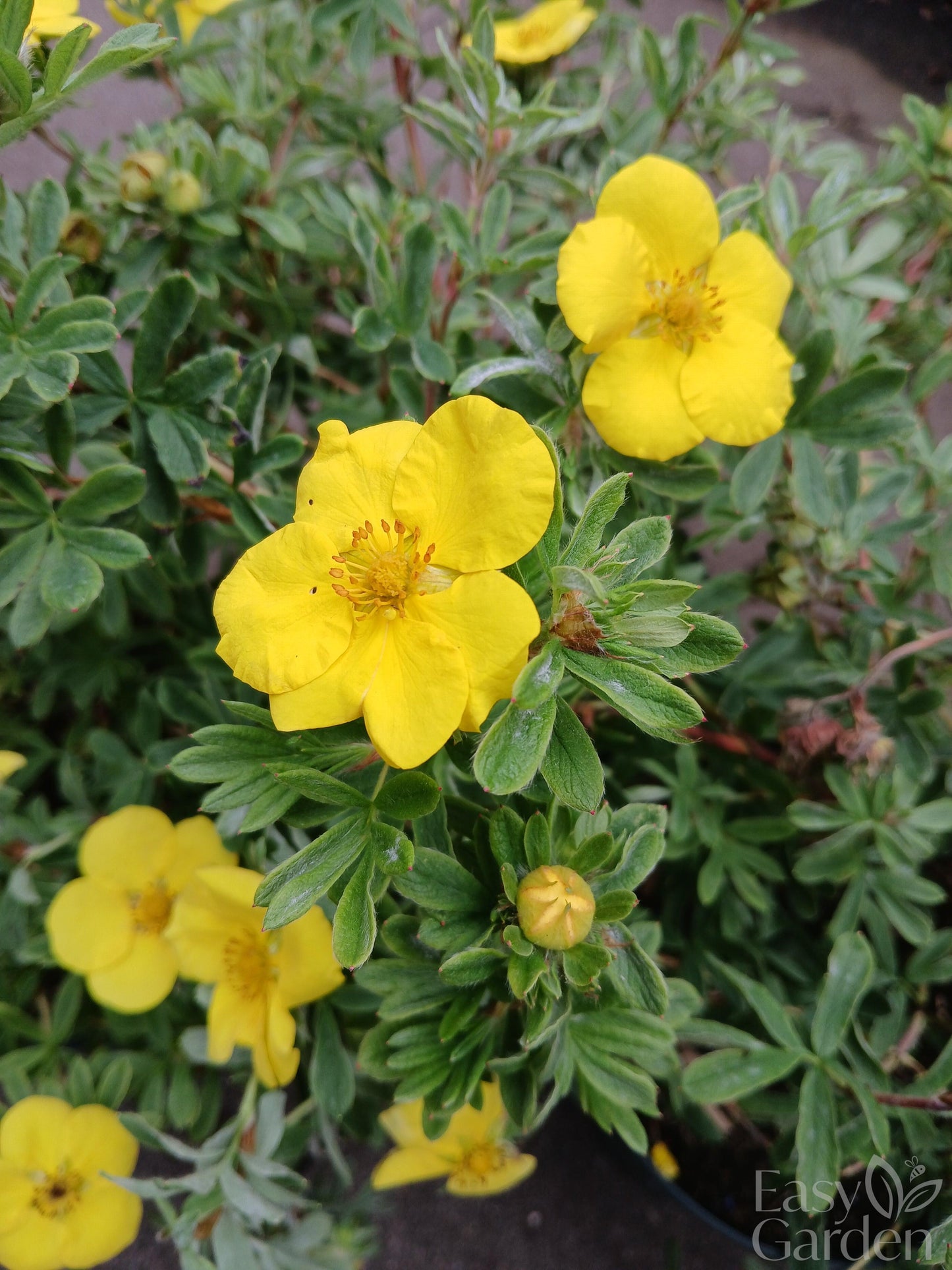 Potentilla fruticosa mix P19-Easy Garden Centre