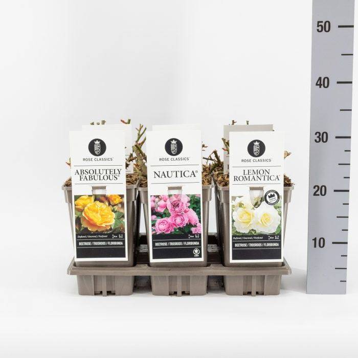 Rosa 'Classics' floribunda mix / 3 Ltr, square pot-Easy Garden Centre