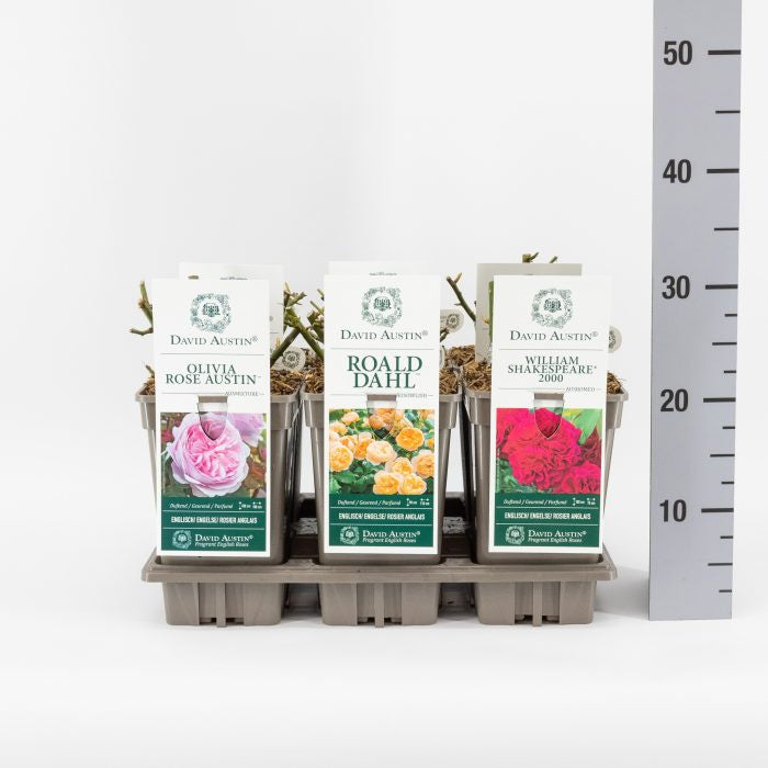 Rosa 'David Austin' mix / 3 Ltr, square pot-Easy Garden Centre