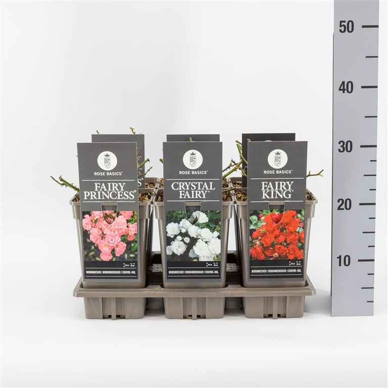 Rosa 'Fairy' mix (Groundcover) / 3 Ltr, square pot-Easy Garden Centre