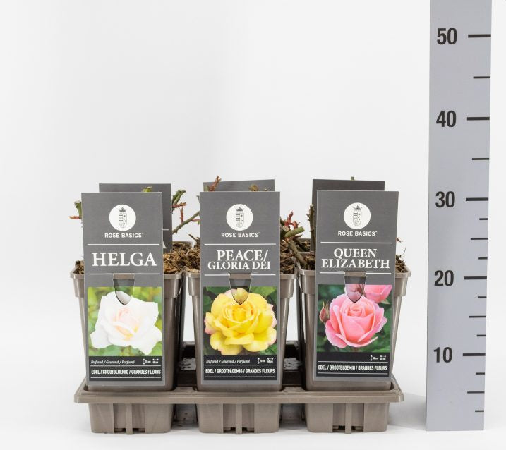 Rosa Hybrid Tea mix / 3 Ltr, square pot-Easy Garden Centre