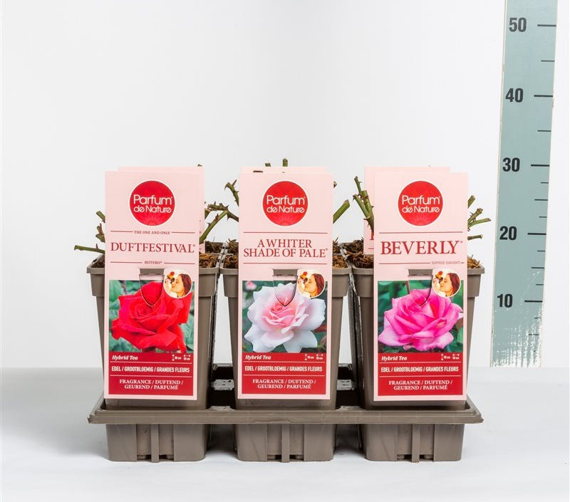 Rosa 'Parfum de Nature' mix / 3 Ltr, square pot-Easy Garden Centre