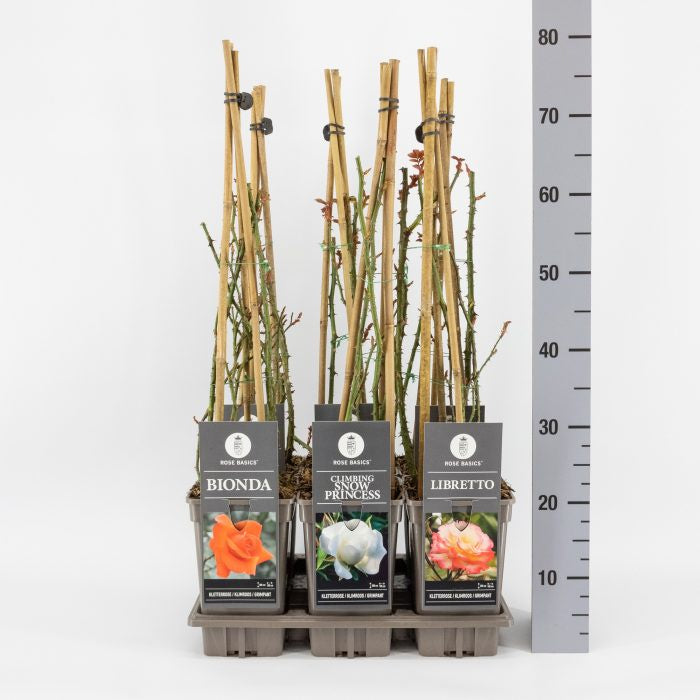 Rosa climbing mix / 3 Ltr, square pot-Easy Garden Centre
