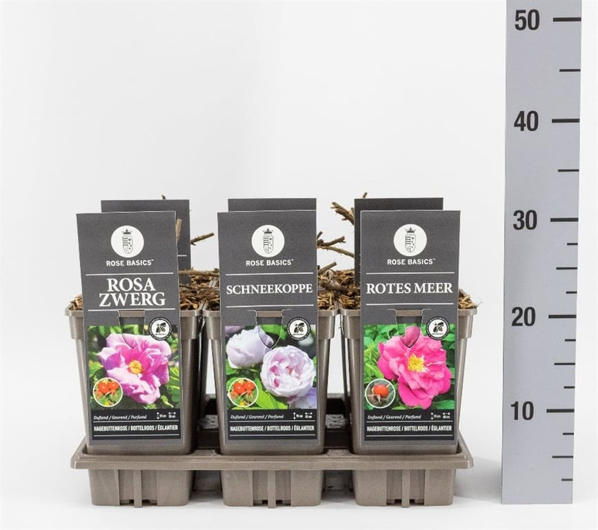 Rosa rugosa mix / 3 Ltr, square pot-Easy Garden Centre