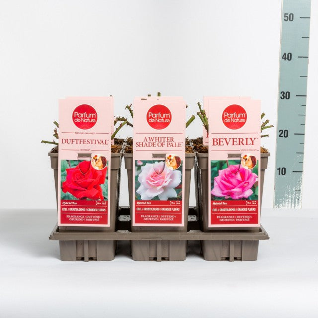 Rosa Mix Parfume de Nature / 3ltr 35cm-Easy Garden Centre