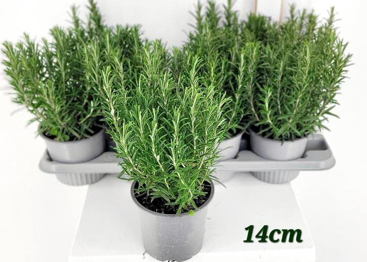 Rosmarinus officinalis / P14-Easy Garden Centre