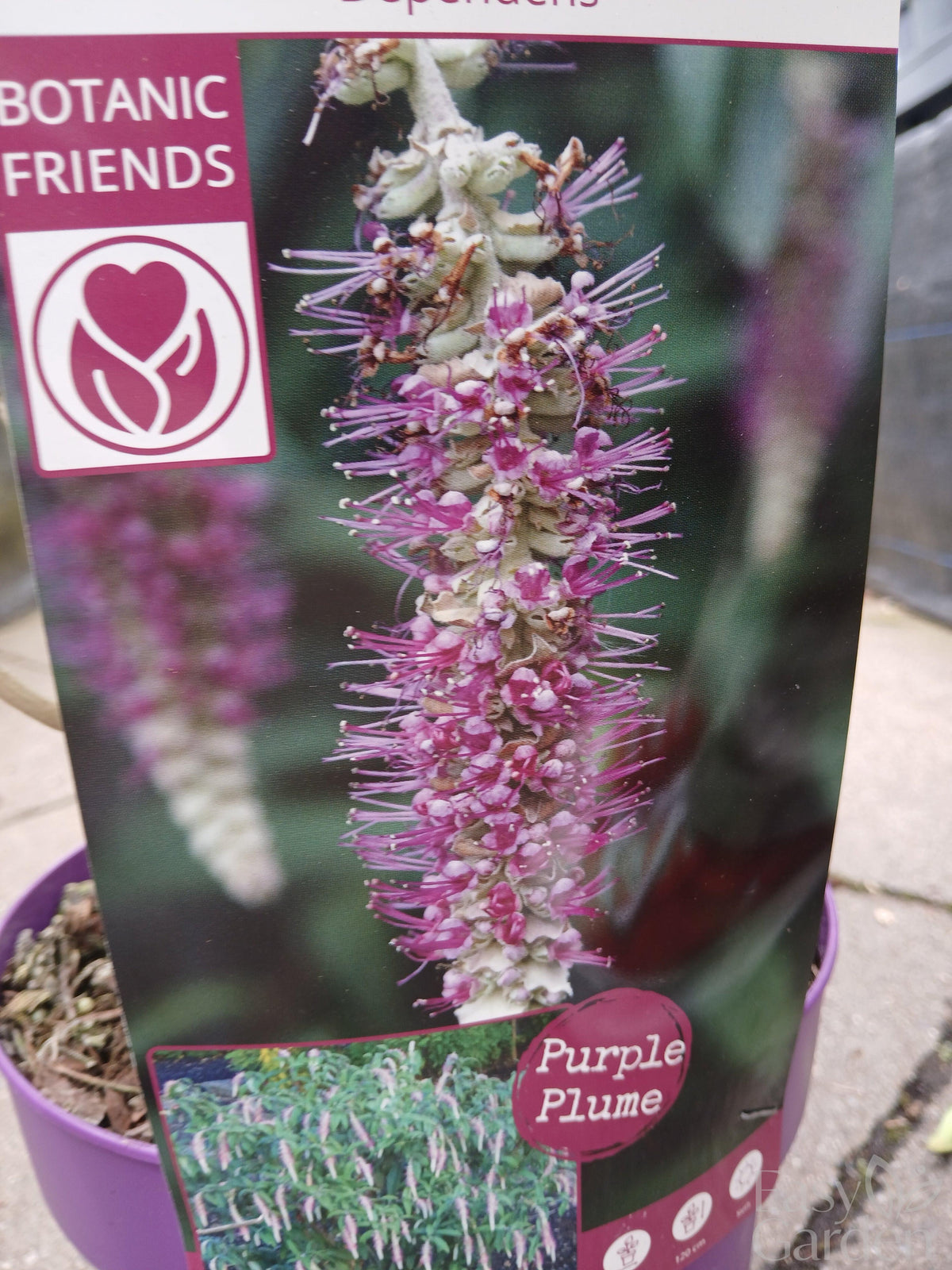 Rostrinucula dependens / C3-STRUIK-Easy Garden Centre