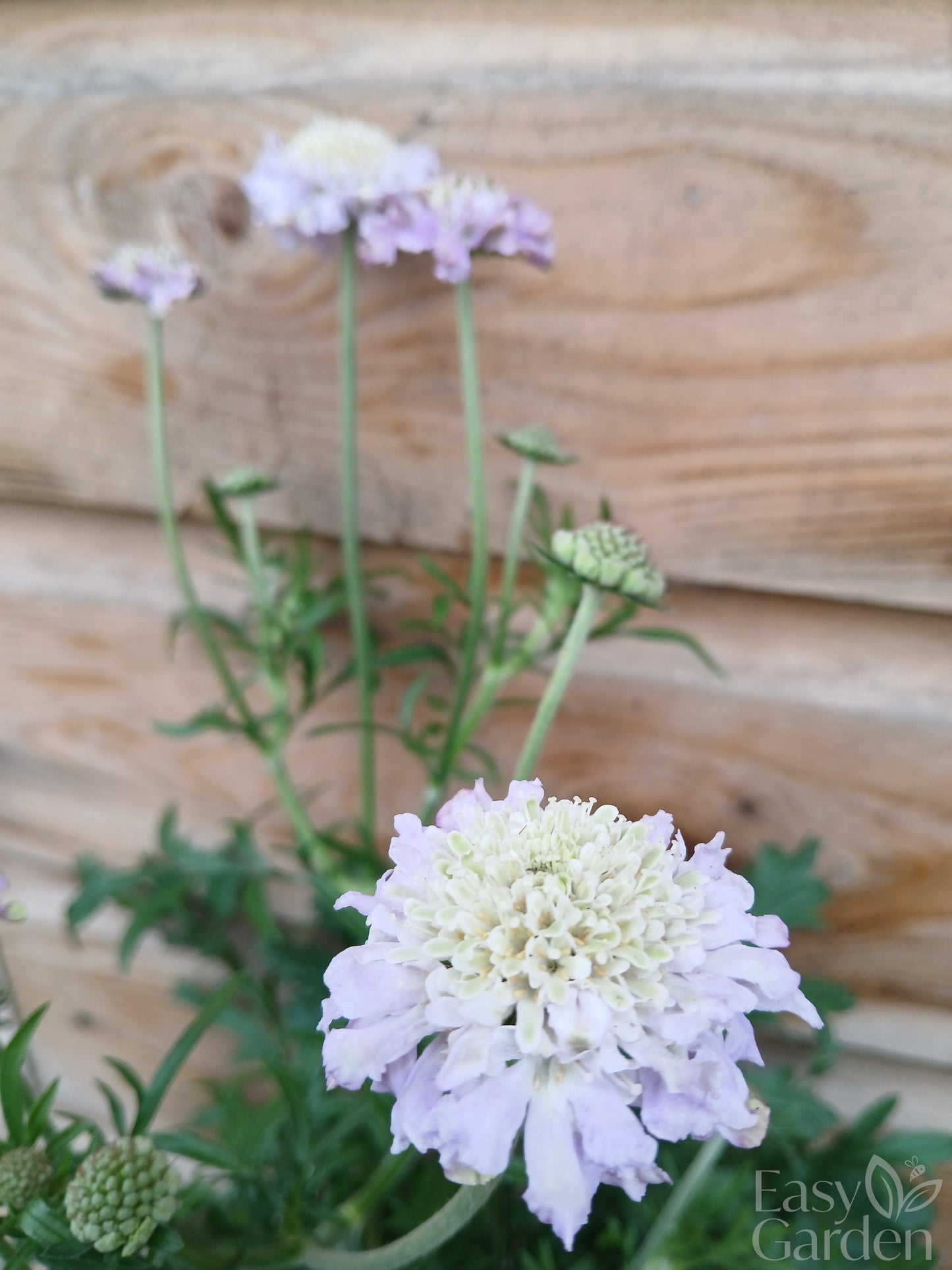 SCABIOSA colum. Butterfly Blue / 2 Litre-Easy Garden Centre