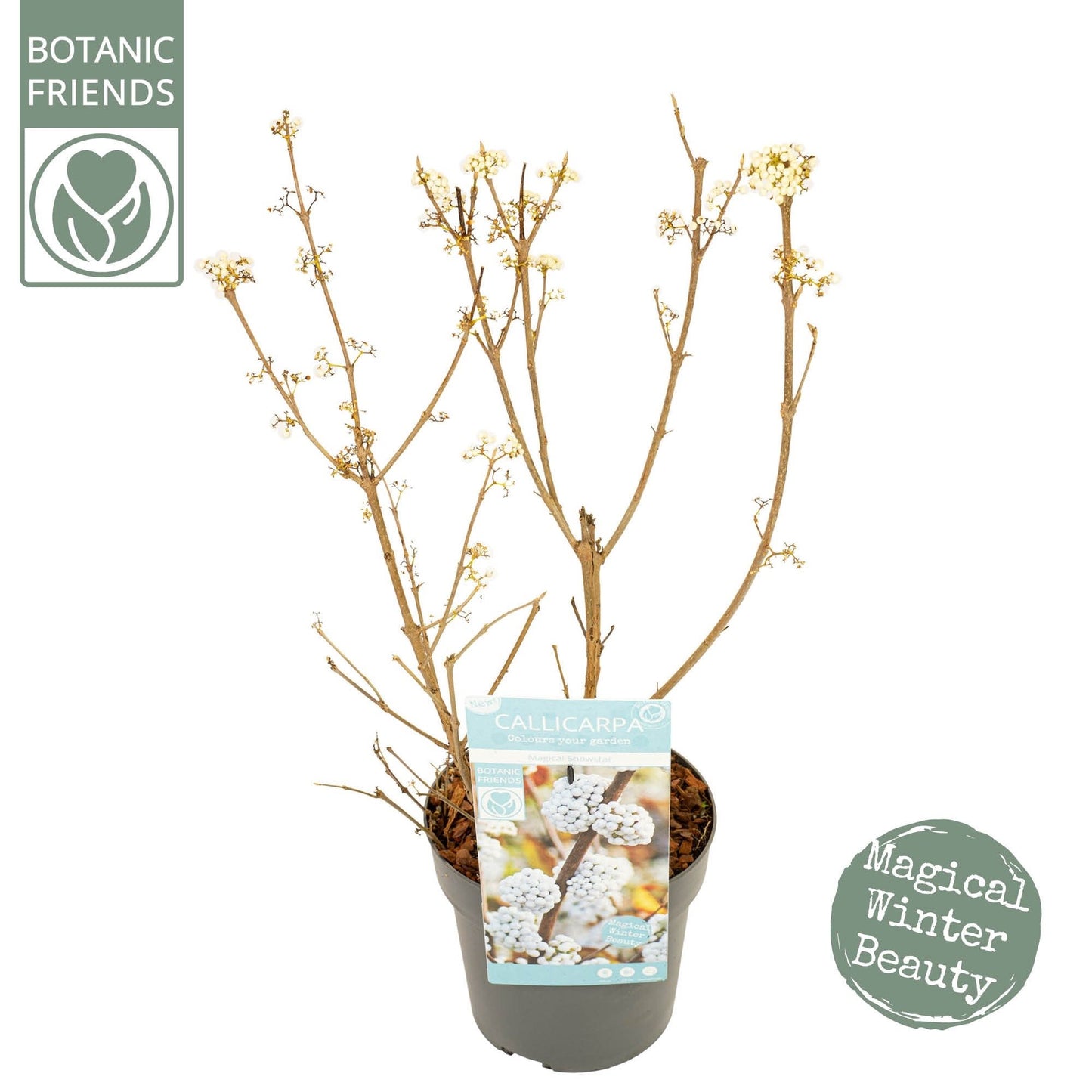 Callicarpa bod. Magical Snowstar 3ltr