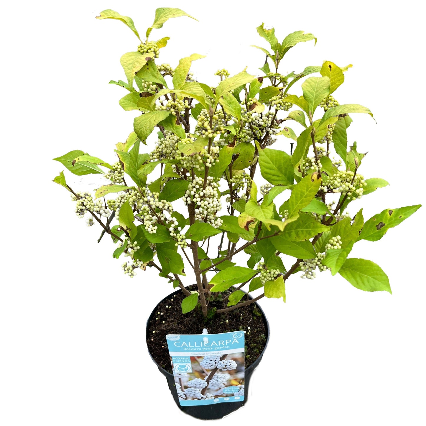 Callicarpa bod. Magical Snowstar 3ltr