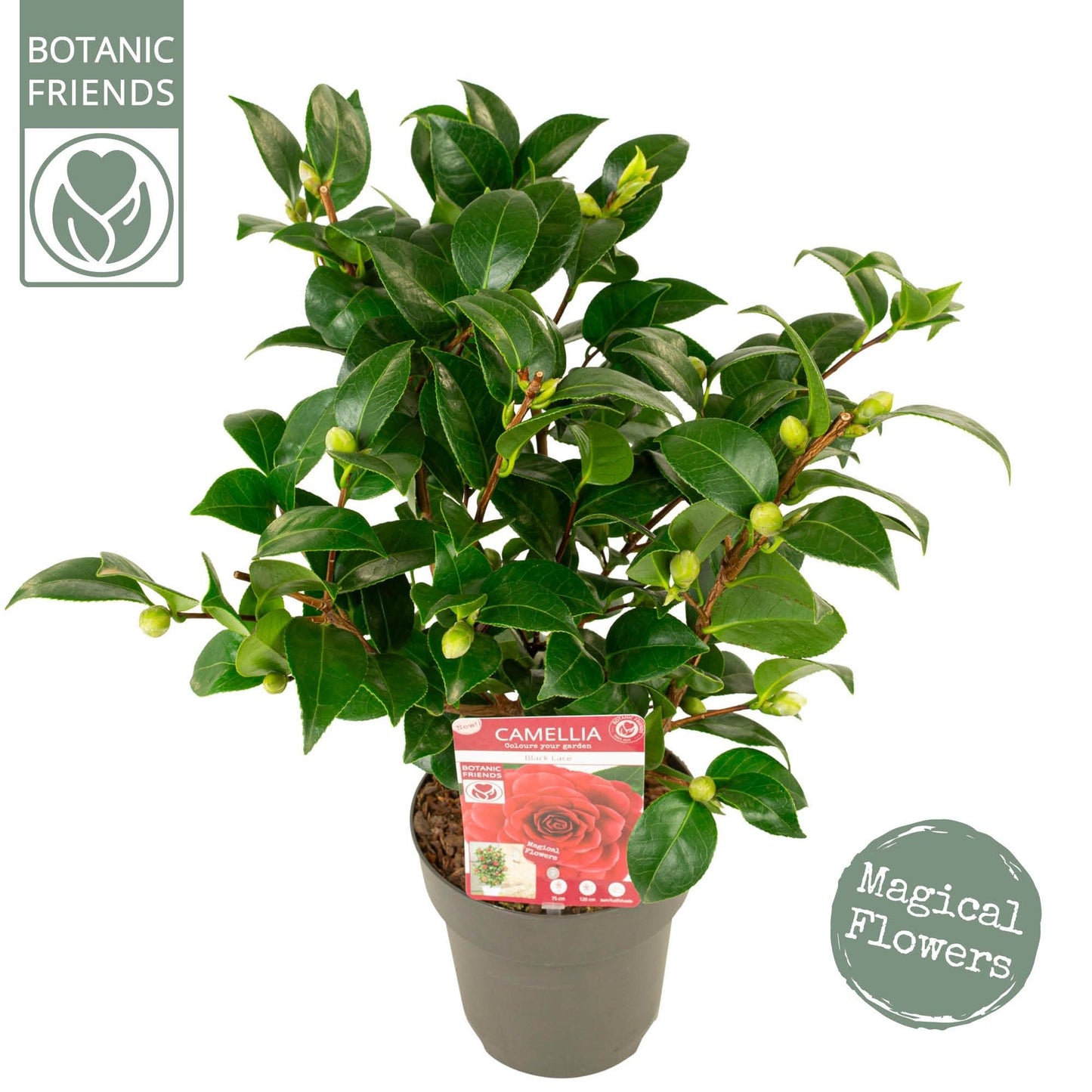 Camellia jap. Black Lace 3ltr-Easy Garden Centre