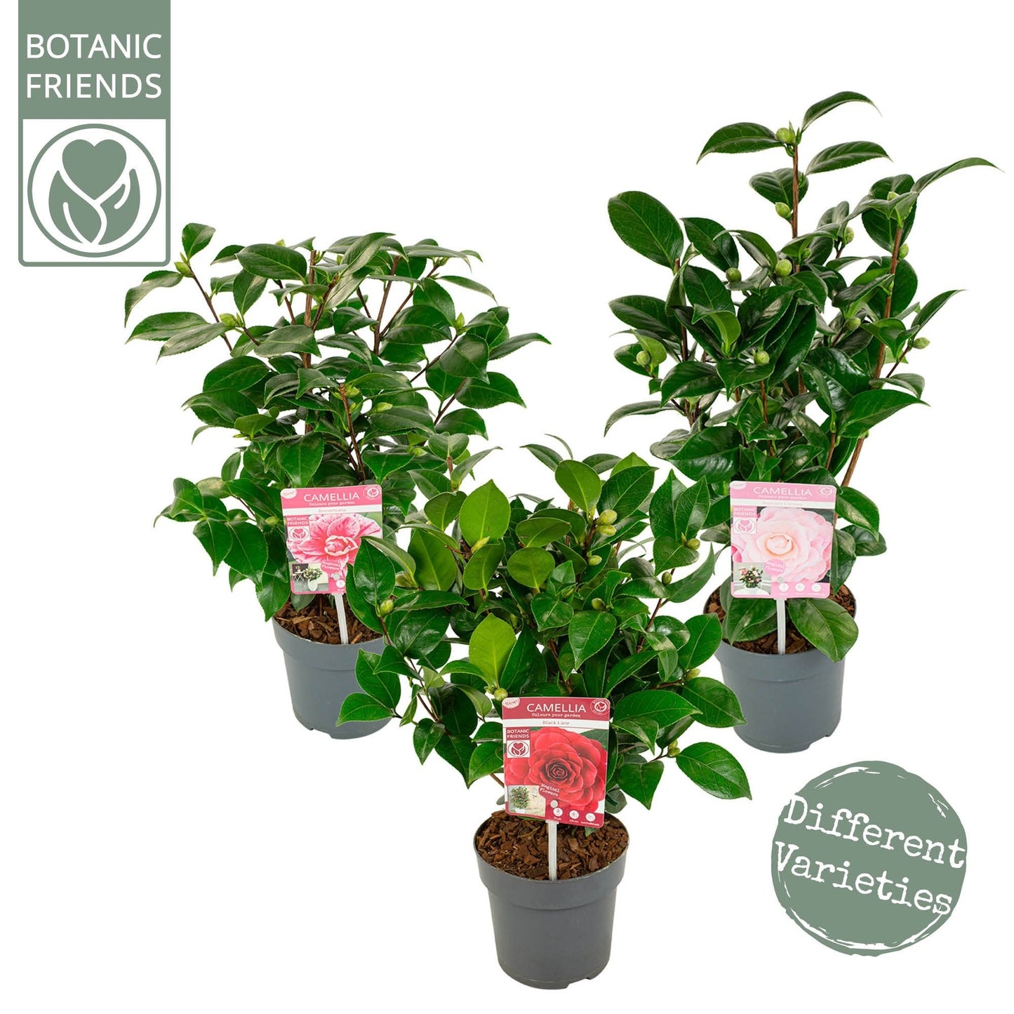 Camellia jap. Mix 2ltr mix-Easy Garden Centre