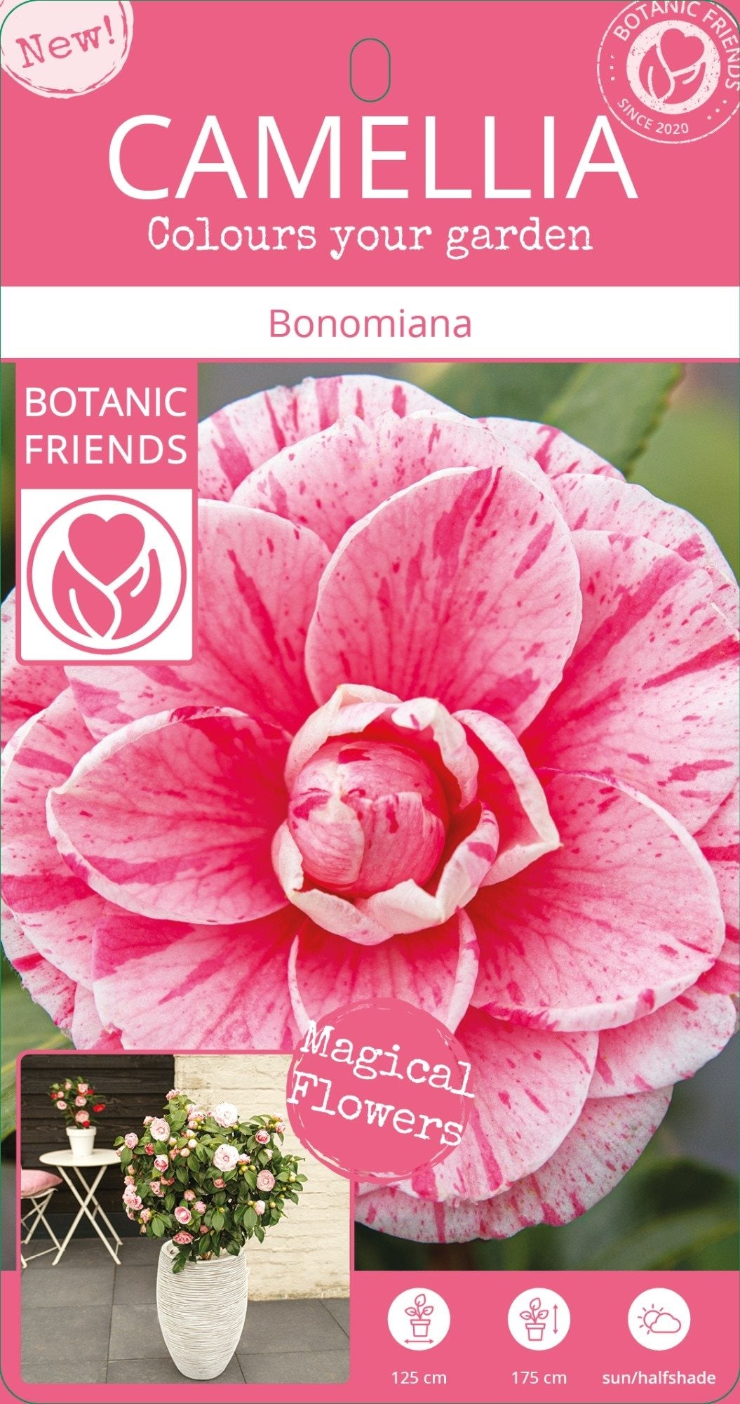 Camellia jap. Bonomiana 3ltr-Easy Garden Centre