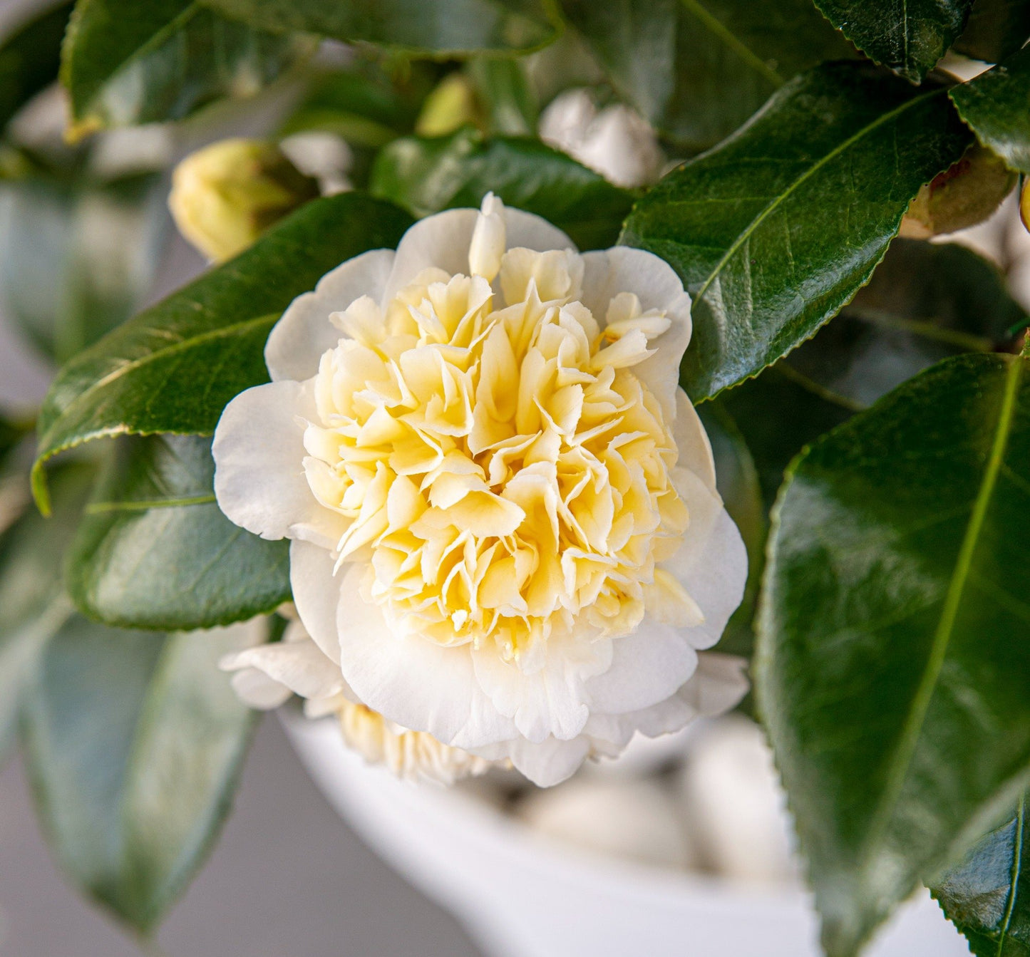 Camellia wil. Jury s Yellow 3ltr