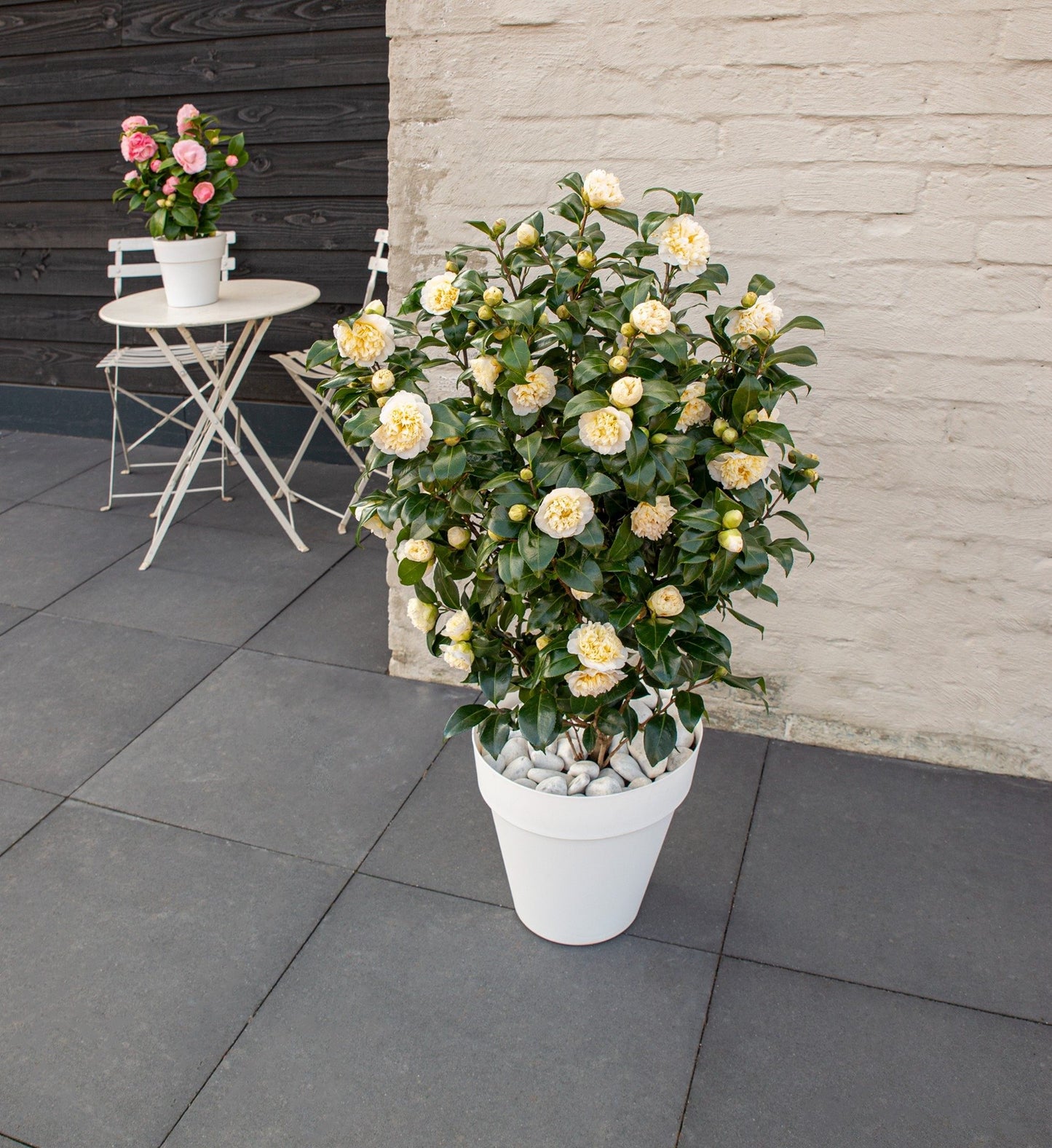 Camellia wil. Jury s Yellow 3ltr
