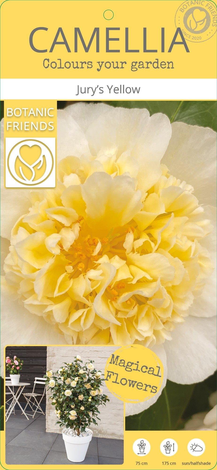 Camellia wil. Jury s Yellow 3ltr