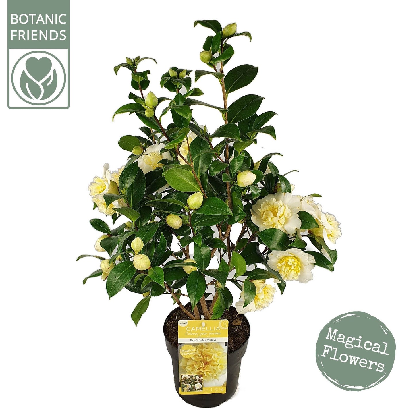 Camellia wil. Jury s Yellow 3ltr