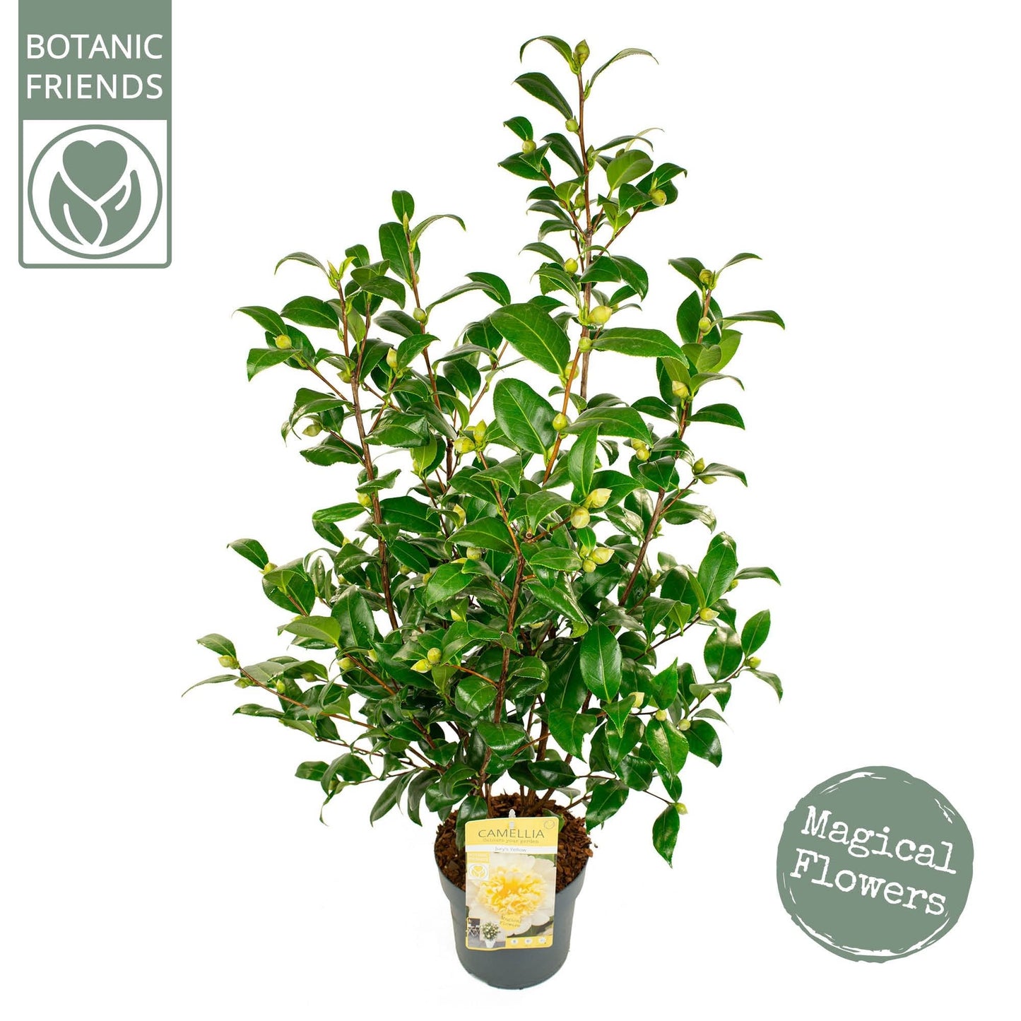 Camellia wil. Jury s Yellow 3ltr-Easy Garden Centre