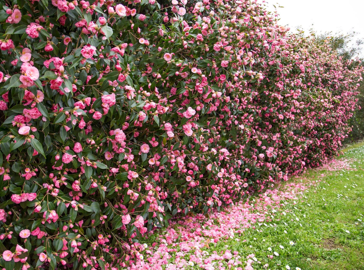Camellia jap. Spring Festival 3ltr
