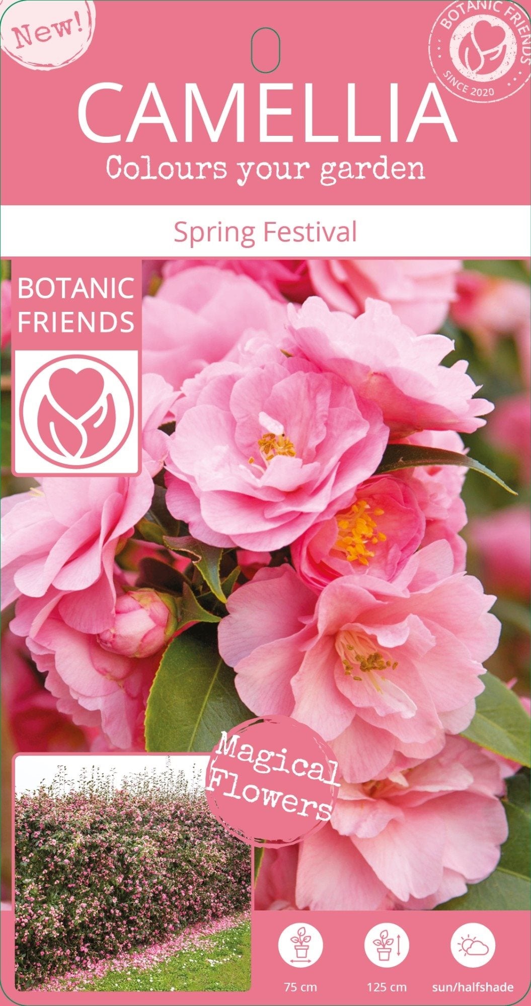 Camellia jap. Spring Festival 3ltr
