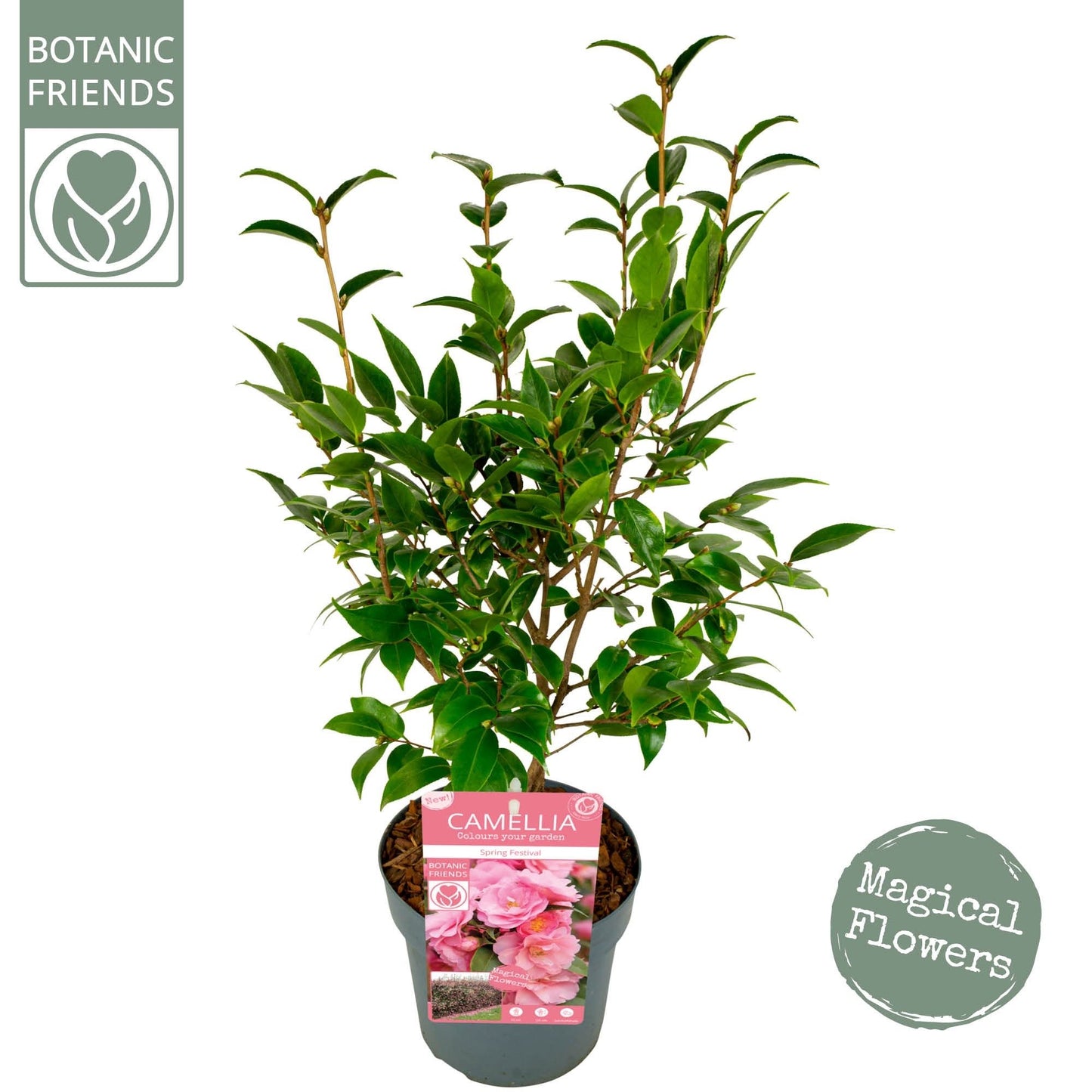 Camellia jap. Spring Festival 3ltr-Easy Garden Centre